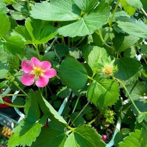 Meet your Posher, Hayley